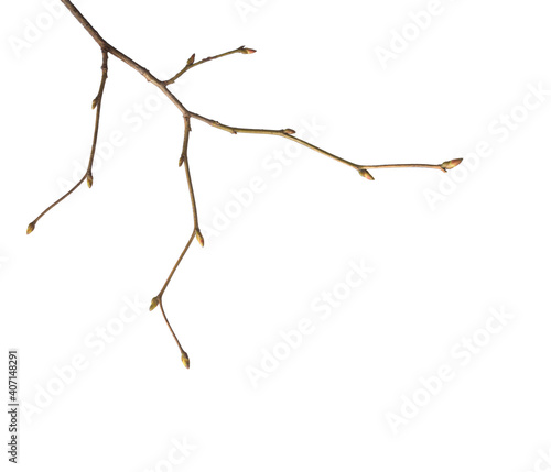 Close-up of Linden branch with young buds isolated on white background.