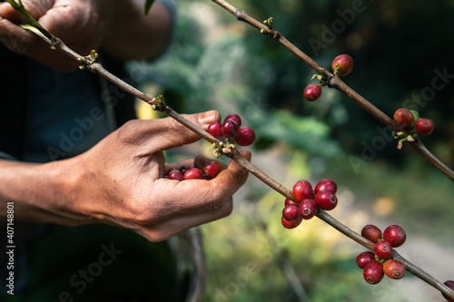 Red ripe arabica coffee under the canopy of trees in the forest,Agriculture hand picking coffee © artrachen