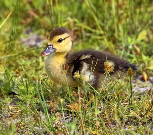 Little Duckling in the grass looking for mama.