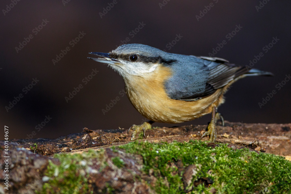 Naklejka premium Kleiber (Sitta europaea)