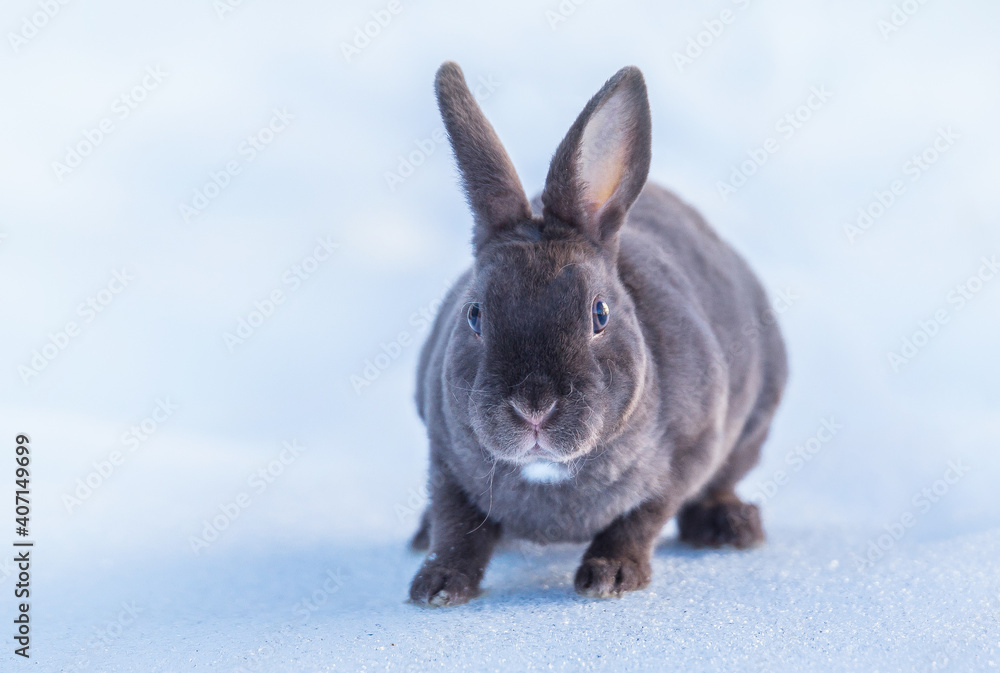 grey fluffy rabbit in the snow, sunny winter day grey fluffy rabbit in the snow, sunny winter day