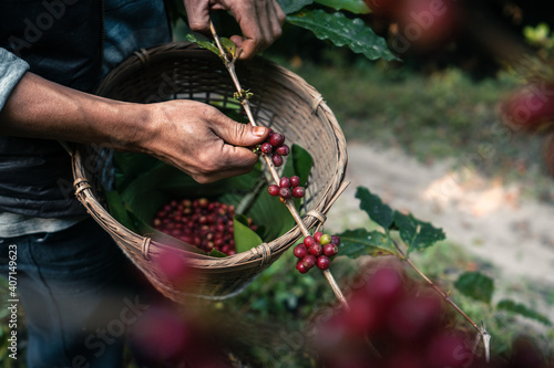 Photography Red ripe arabica coffee under the canopy of trees in the forest,Agriculture hand