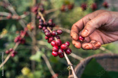 Red ripe arabica coffee under the canopy of trees in the forest,Agriculture hand picking coffee
