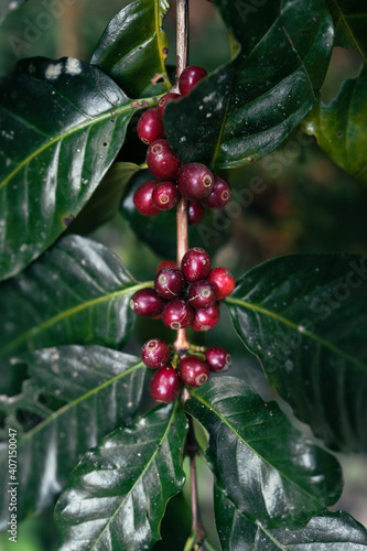 Red ripe arabica coffee under the canopy of trees in the forest,Agriculture hand picking coffee