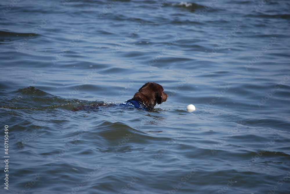 Fototapeta premium 海で泳ぐ犬