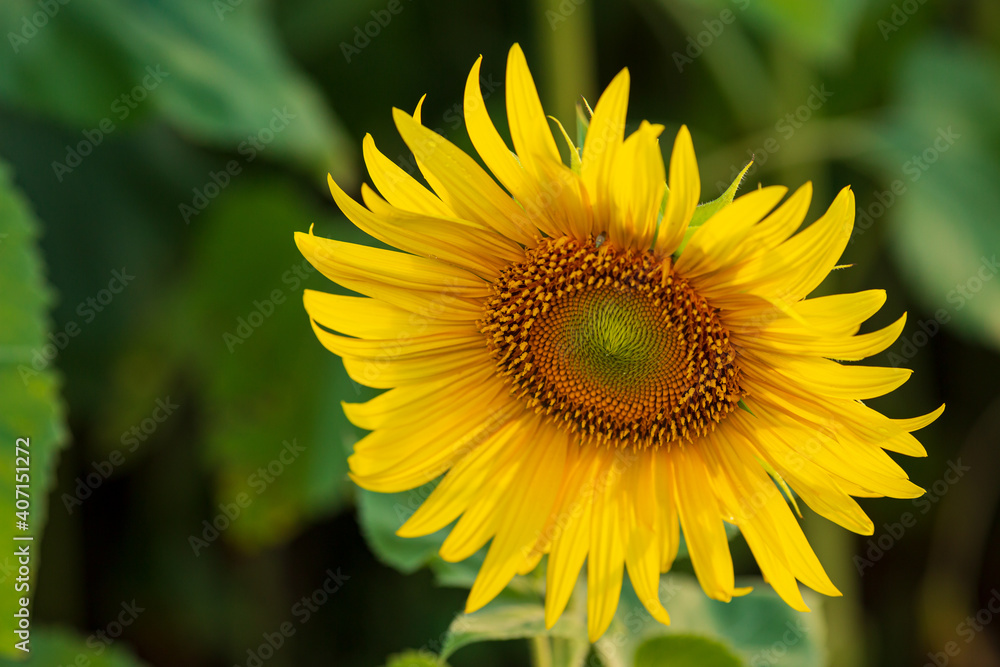 Close up of sunflowers head on green background Close up of sunflowers head on green background