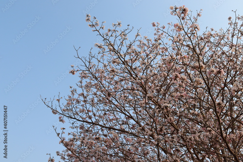 Sakura flowers pink (Prunus cerasoides) blooming on trees isolated on blue sky background closeup. Sakura flowers pink (Prunus cerasoides) blooming on trees isolated on blue sky background closeup.