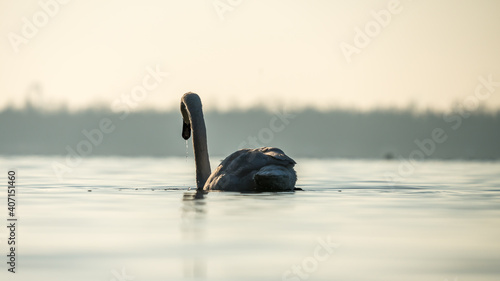 Swan swimming on a calm lake