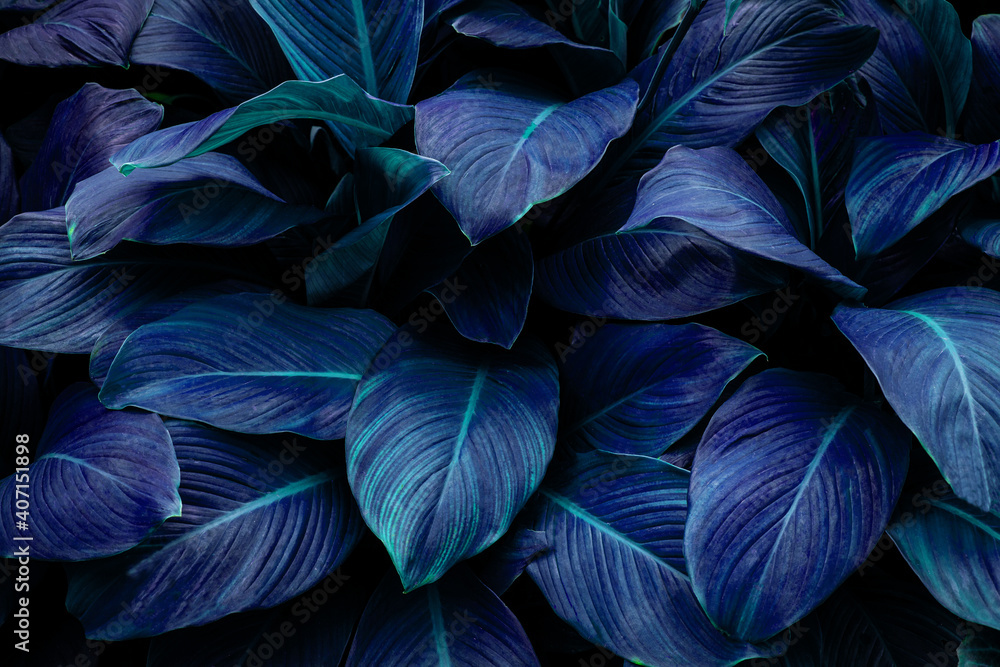 Fototapeta liście Spathiphyllum cannifolium, abstrakcyjna niebieska tekstura, tło przyrody, tropikalny liść