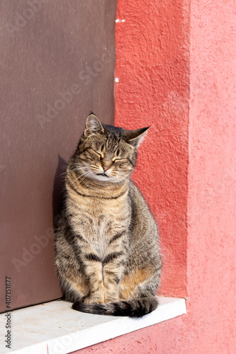 Canvastavla Cute gray cat sits on the windowsill at home and bask in the sun, closing his ey