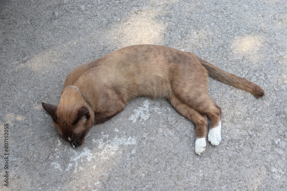 Brown cat is sleeping on cement flooring closeup. Brown cat is sleeping on cement flooring closeup.