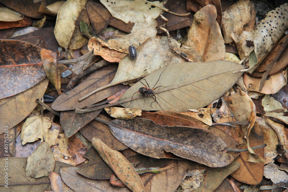 Naklejka premium 落葉の上を這うゴホントゲザトウムシとダンゴムシ