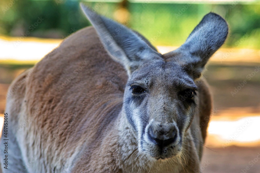 Kangaroo in Australia eyes contact with camera Kangaroo in Australia eyes contact with camera