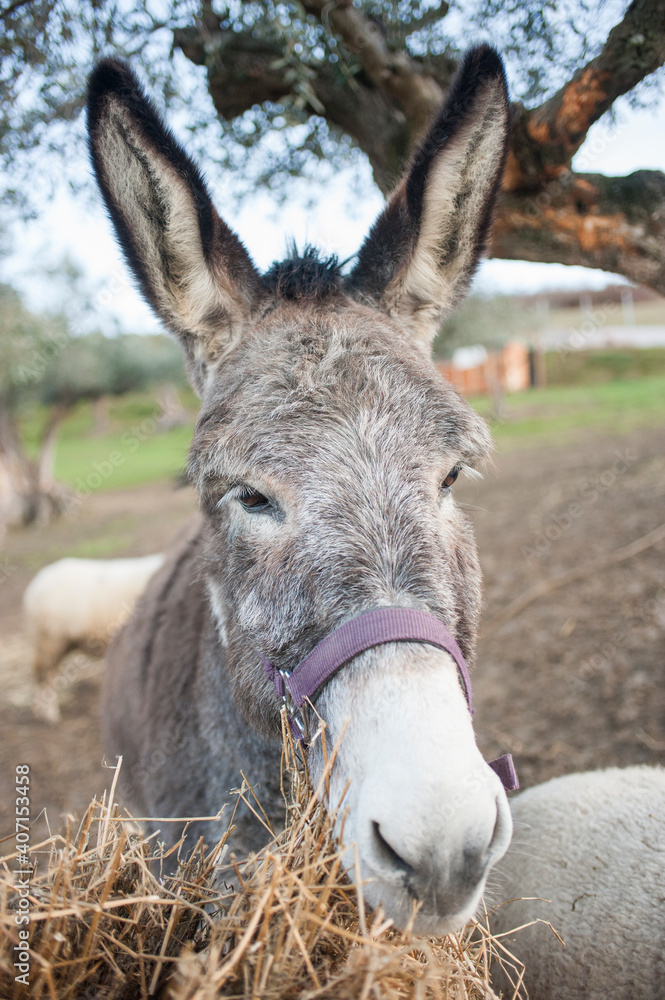 portrait of a donkey