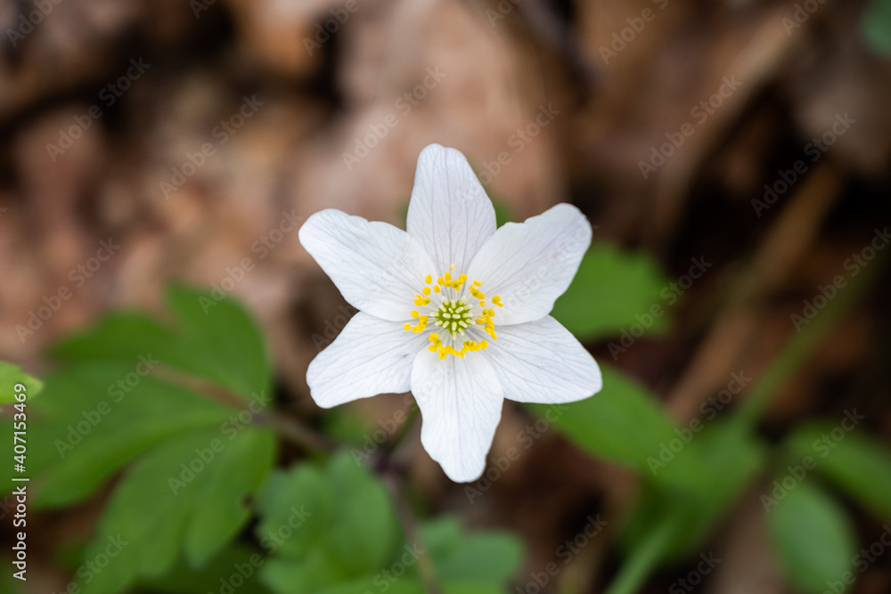 Macro Nature Macro Nature