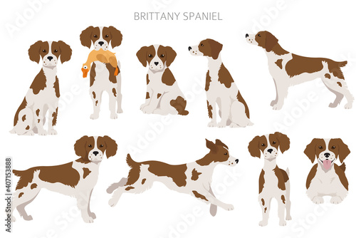 Leinwand Poster Brittany spaneil clipart