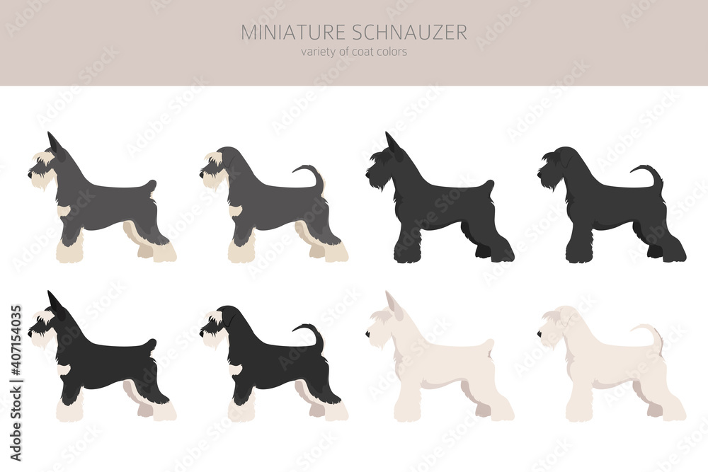 Obraz Miniature schnauzer dogs in different poses and coat colors. Adult and puppy scottie set.