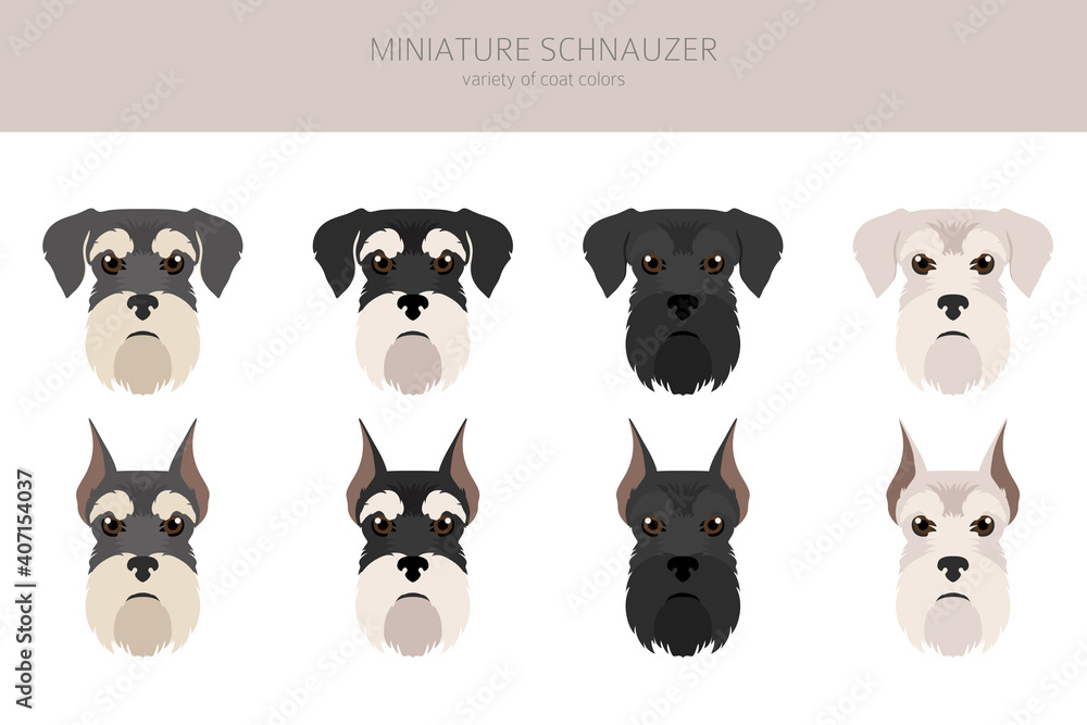 Miniature schnauzer cheap coat