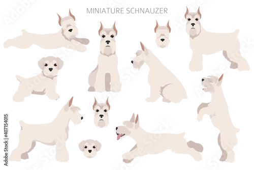 Miniature schnauzer dogs in different poses and coat colors. Adult and puppy scottie set.
