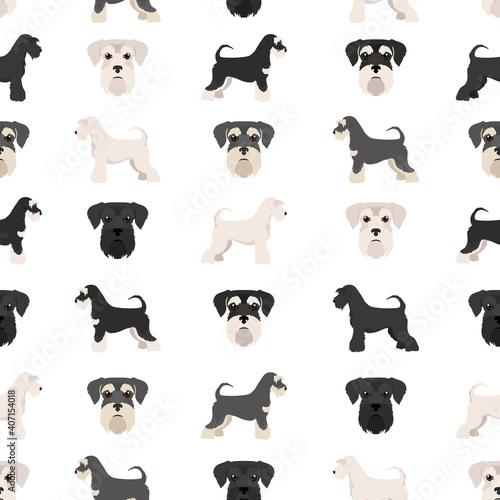 Miniature schnauzer dogs in different poses and coat colors. Adult and puppy scottie set.