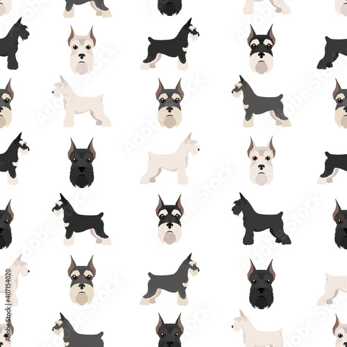 Miniature schnauzer dogs in different poses and coat colors. Adult and puppy scottie set.