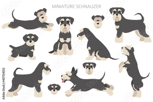 Miniature schnauzer dogs in different poses and coat colors. Adult and puppy scottie set. photo