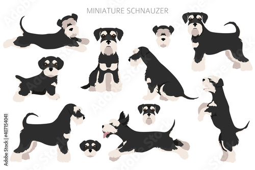 Miniature schnauzer dogs in different poses and coat colors. Adult and puppy scottie set.