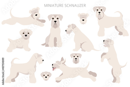 Miniature schnauzer dogs in different poses and coat colors. Adult and puppy scottie set.