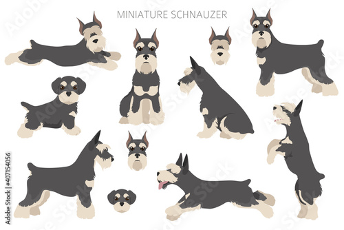 Miniature schnauzer dogs in different poses and coat colors. Adult and puppy scottie set.