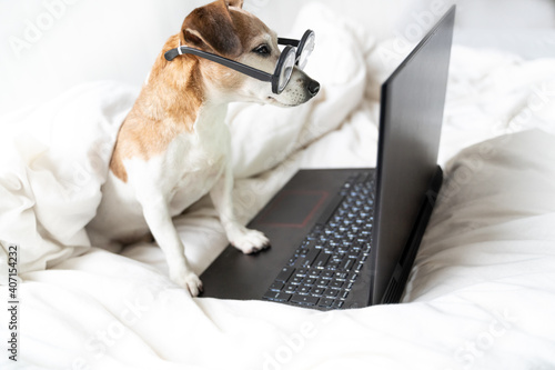 Adorable funny dog in glassese in bed with laptop working remotely from home. stay home quarantine restrictions. Smart nerd intelligent. White comfy bed clothes. Programmer watching movies serials © Iryna&Maya