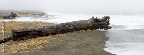 Wet driftwood logs on a beach near Chehalls point it by King Tide photo