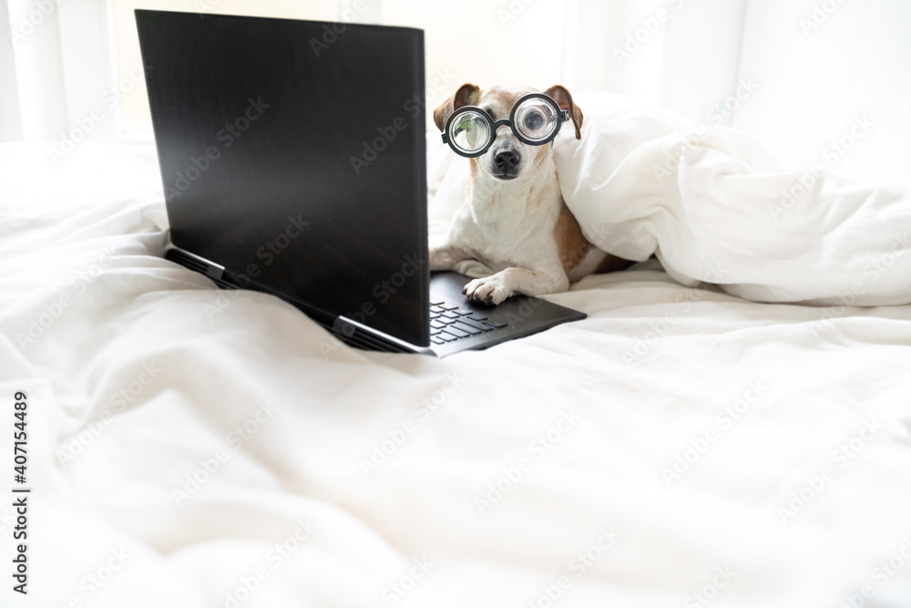 Smar nerd dog Jack Russell terrier in glasses looking to camera. Using black laptop computer working from home remotely or watching movies at weekend. Relaxing daytime chilling atmosphere. Home office Smar nerd dog Jack Russell terrier in glasses looking to camera. Using black laptop computer working from home remotely or watching movies at weekend. Relaxing daytime chilling atmosphere. Home office