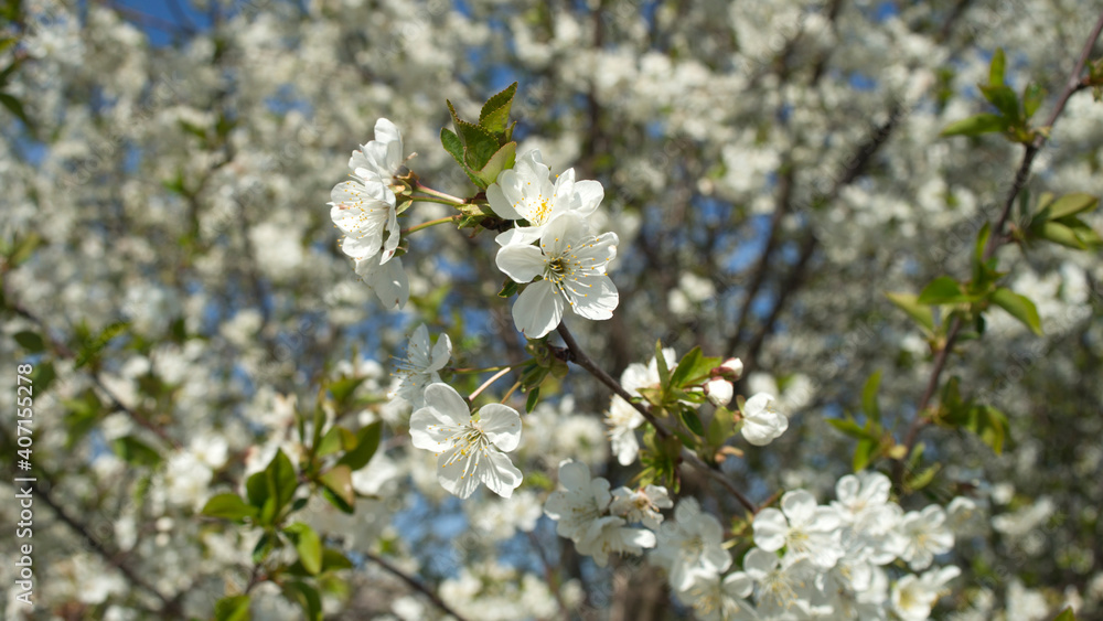 Blossoming cherry trees in spring Blossoming cherry trees in spring