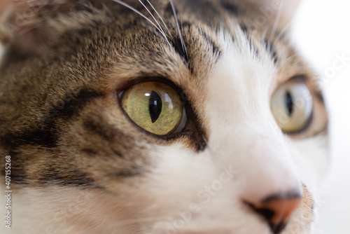 美しいネコの眼 キジトラ猫