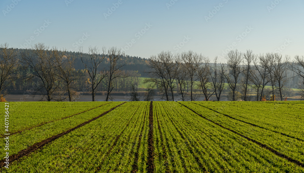 rows of young winter wheat on field in autumn in front of trees in distance