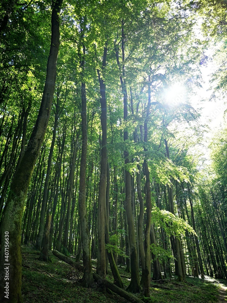 Alte Buchenwälder im Nationalpark Jasmund Alte Buchenwälder im Nationalpark Jasmund