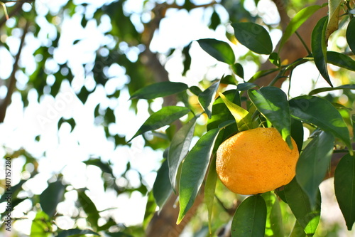 柚子の木になっている柚子の実