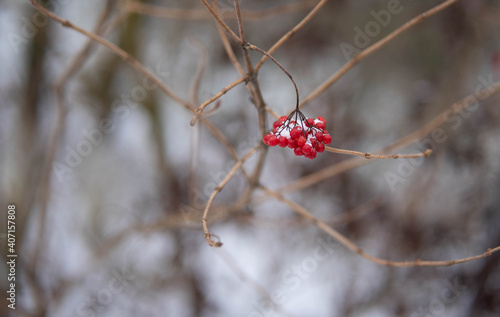 red berries in snow