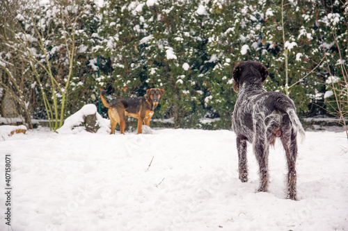 Fototapeta Naklejka Na Ścianę i Meble -  Zabawa dwóch psów