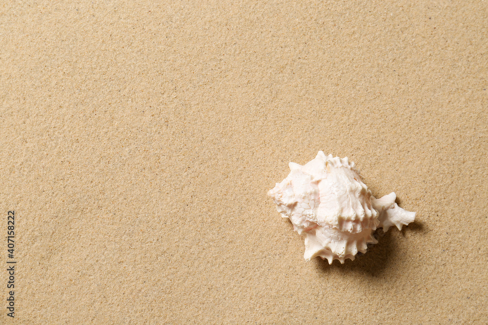 Beautiful seashell and space for text on beach sand, top view. Summer vacation Beautiful seashell and space for text on beach sand, top view. Summer vacation