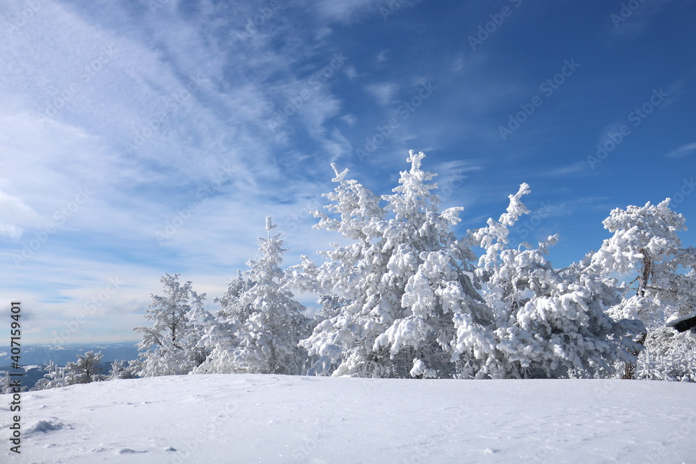 
Winter scenery in the sunny day. Mountain landscapes. Trees covered with white snow, lawn and blue sky