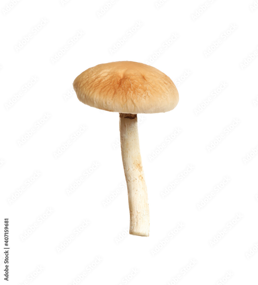 Fresh wild pioppini mushroom isolated on white Fresh wild pioppini mushroom isolated on white