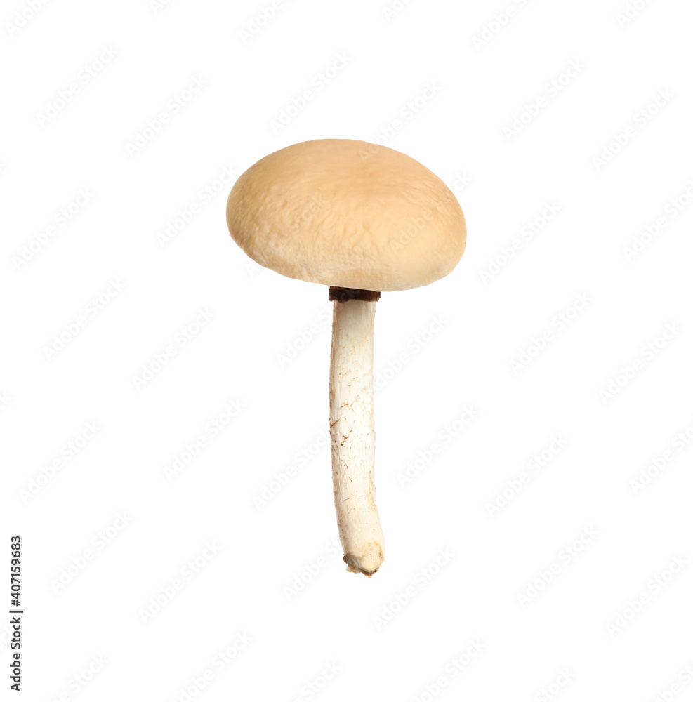 Fresh wild pioppini mushroom isolated on white Fresh wild pioppini mushroom isolated on white