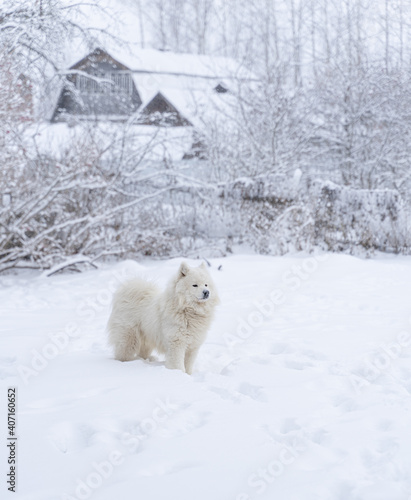 Samoyed dog in snow in backyard of a countryhouse