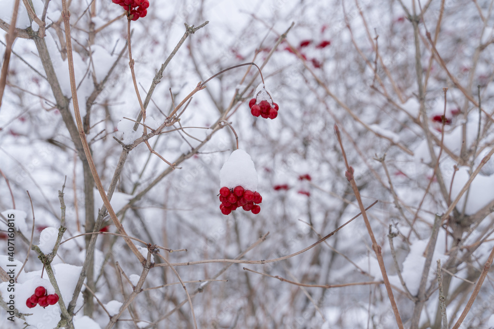 Red berries of guelder rose covered with white snow in winter