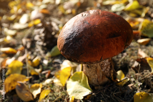 Fresh wild mushroom growing in forest, closeup view photo