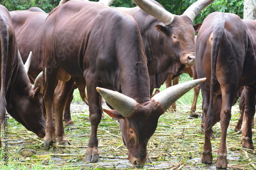 Bos primigenius taurus, Cattle or cows, female and bulls, male, are the most common type of large domesticated ungulates.