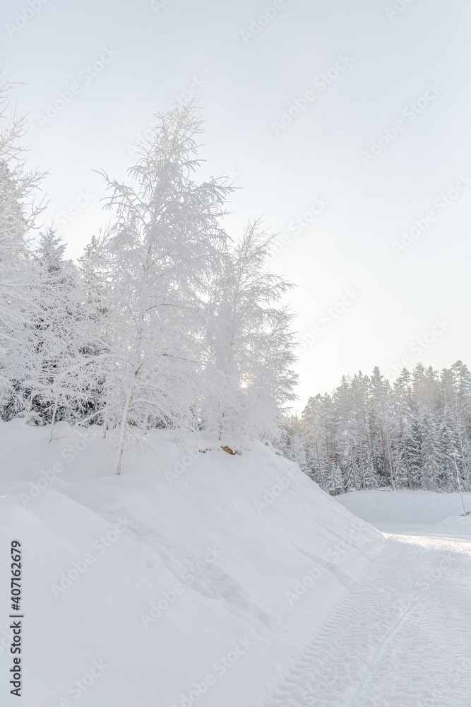 Snow-covered white trees on a lonely forest road Snow-covered white trees on a lonely forest road
