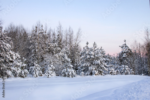 Winter image of spruces tree. Frosty day, calm wintry scene. Great picture of wild area. Tourism concept.