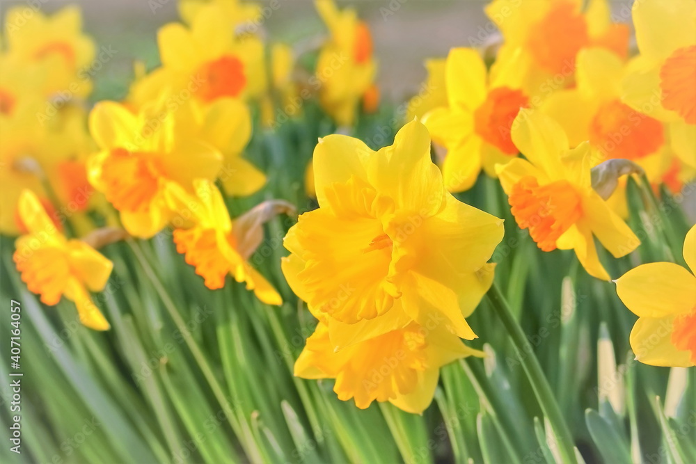 美しい満開の水仙の花 美しい満開の水仙の花